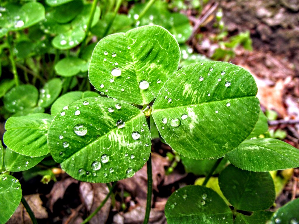 #1 Symbol of Irish Pride?